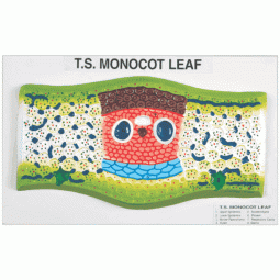 Leaf T.s. Monocot